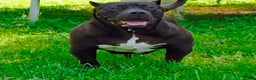 American Bully dogs for sale: American Bully Puppy 2 - Ad 11