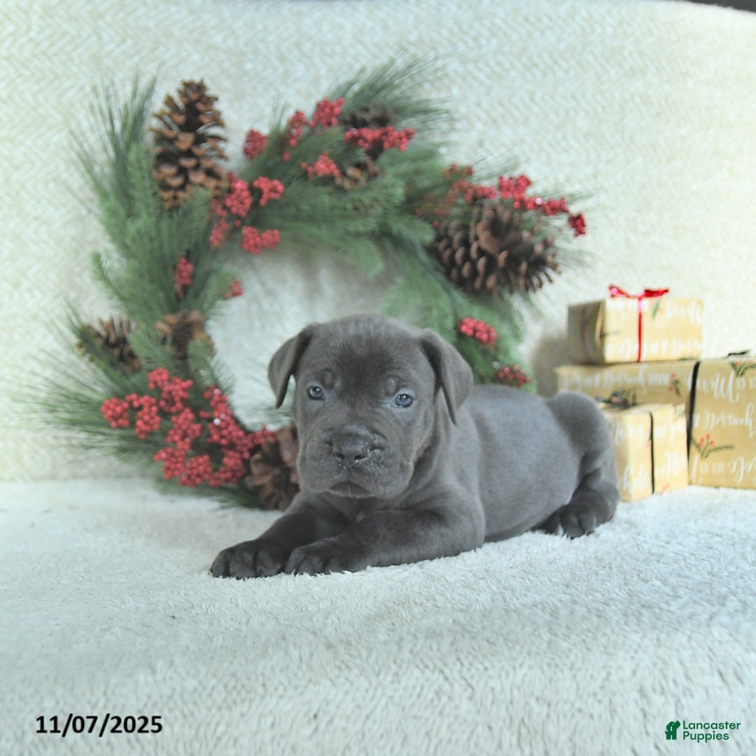 Cane Corso dogs for sale: Roscoe - Ad 14