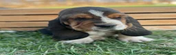 Basset Hound dogs for sale: Oscar - Ad 13