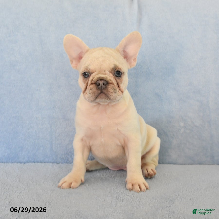 French Bulldog dogs Nancy - Ad 1