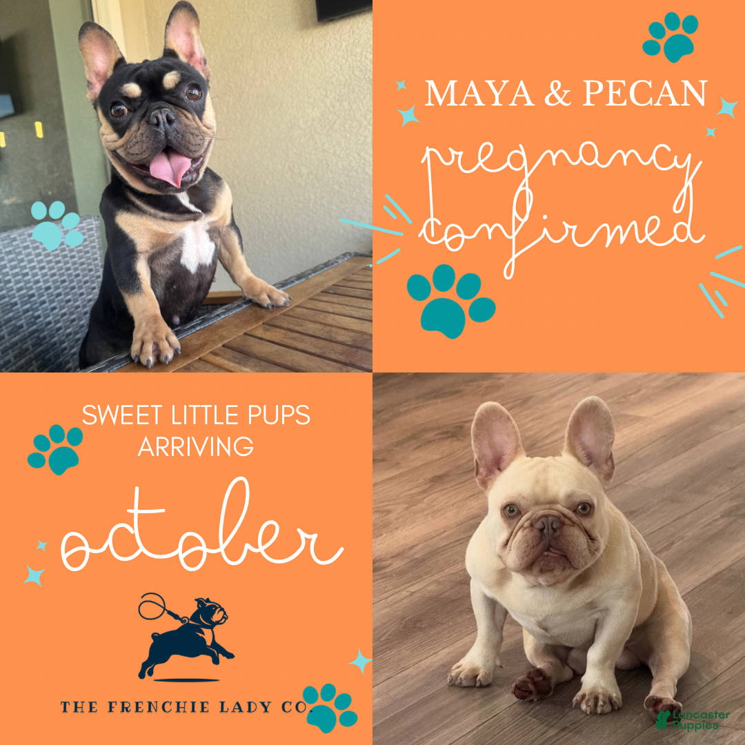 French Bulldog dogs for stud: Pecan stud - Ad 2