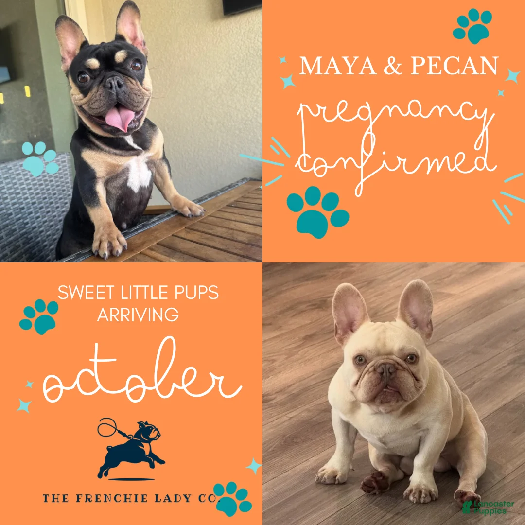 French Bulldog dogs for stud: Pecan stud - Ad 8