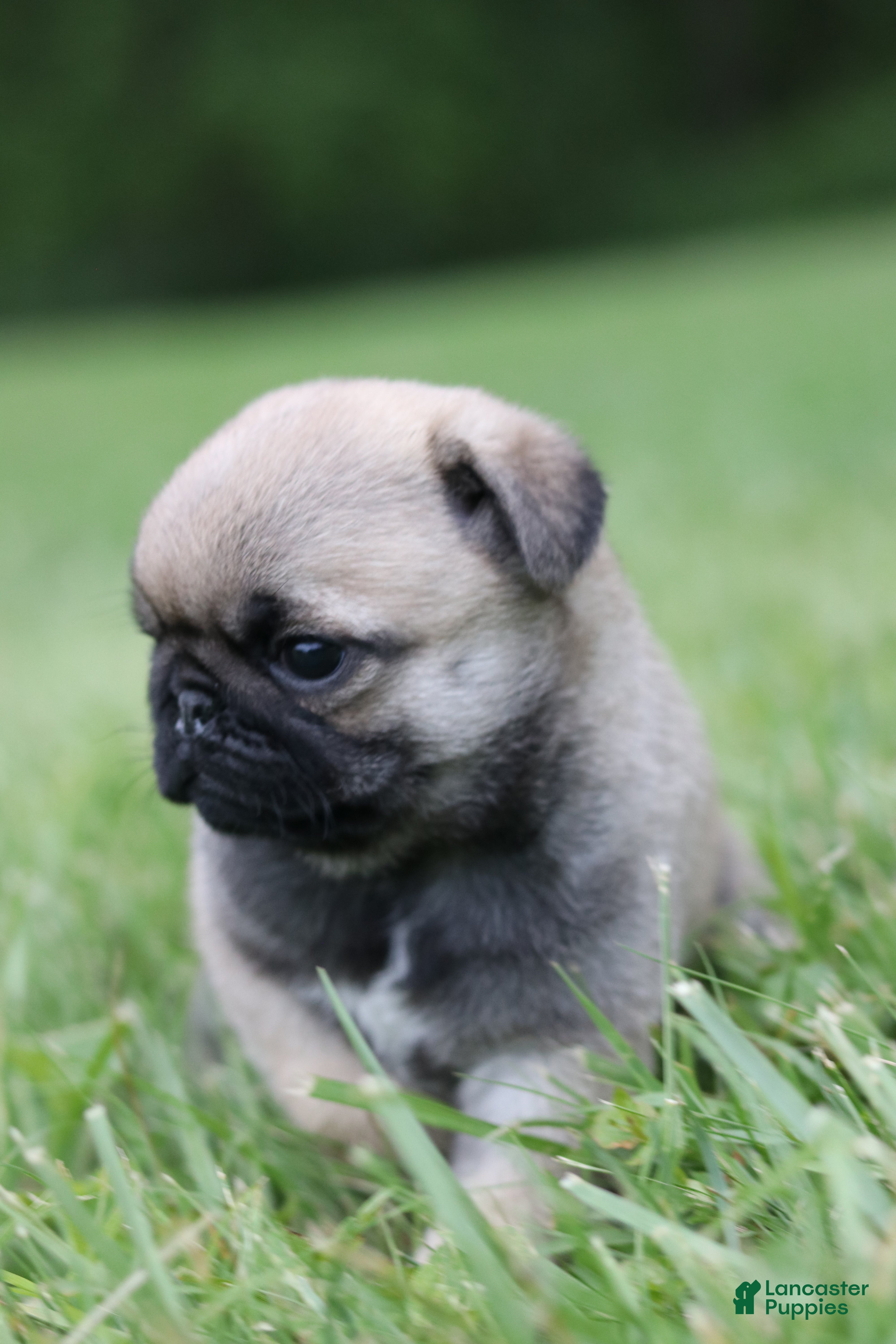 Pug dogs Champion Penny - Ad 2