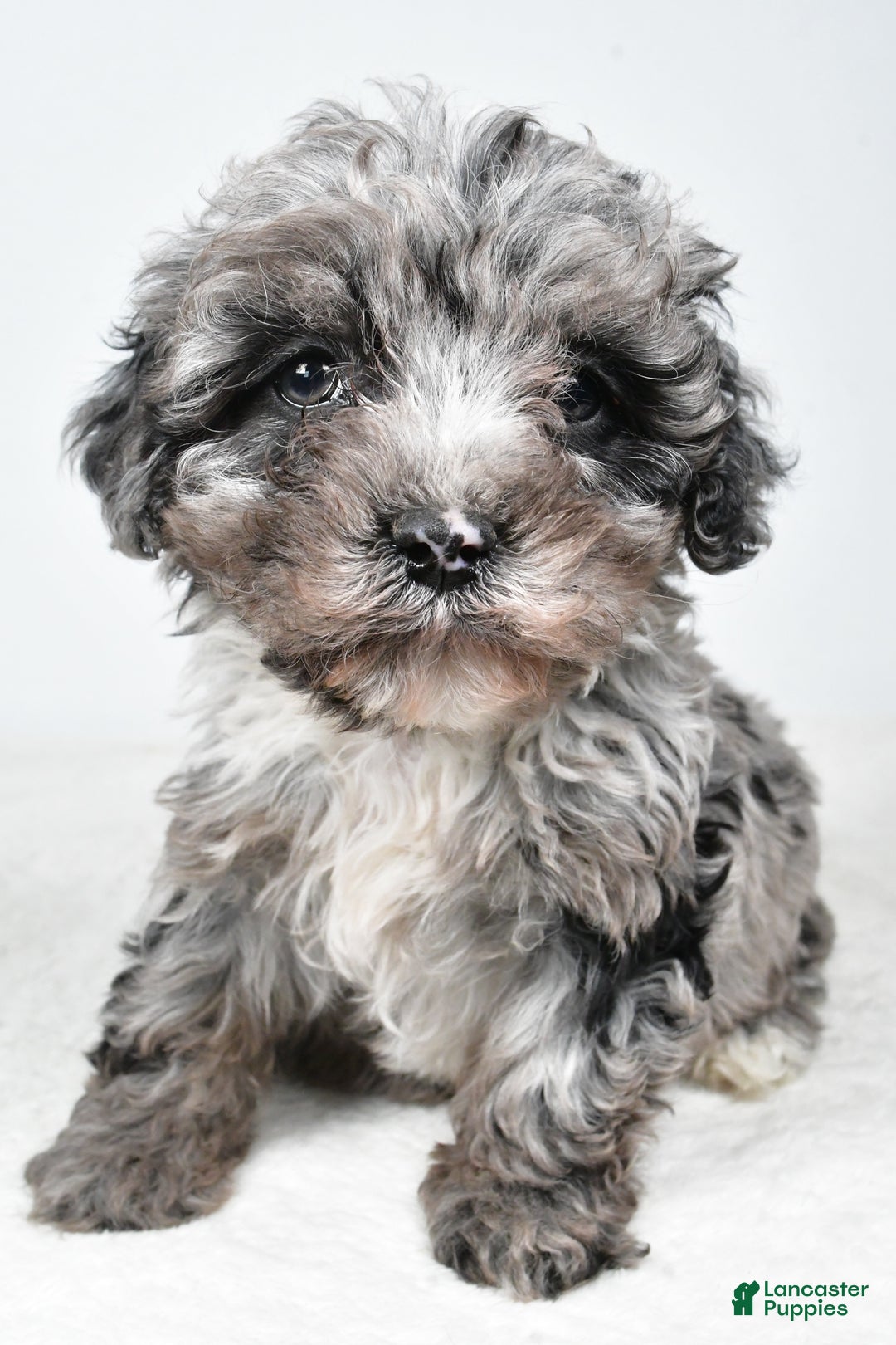 Cockapoo dogs for sale: Davis - Ad 3