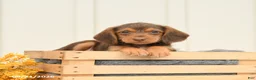 Mixed Breed dogs for sale: Fiona - Ad 3