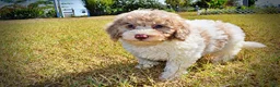 Havapoo dogs for sale: Noodles - Ad 7