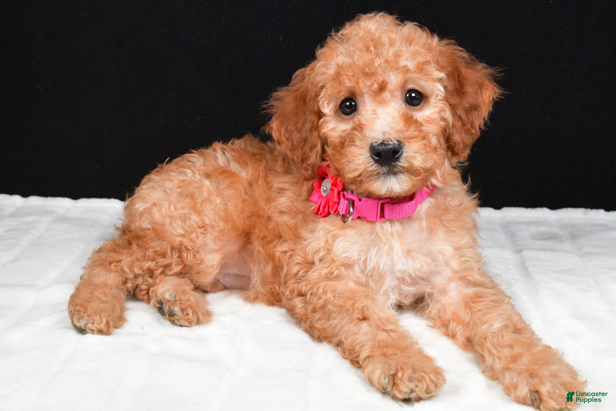 Miniature Poodle dogs Sasha - Ad 1
