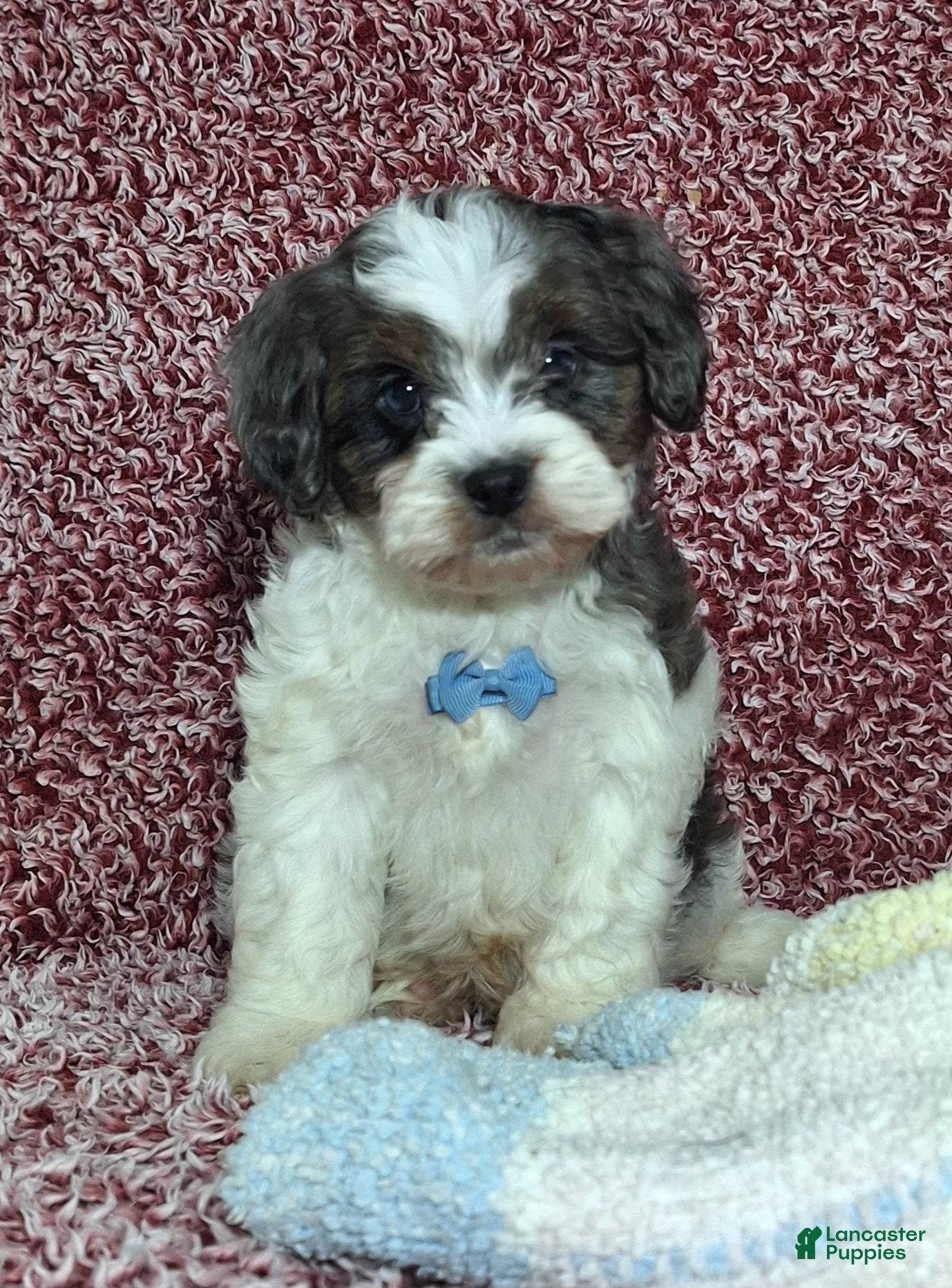 Cavapoo dogs Charles - Ad 8