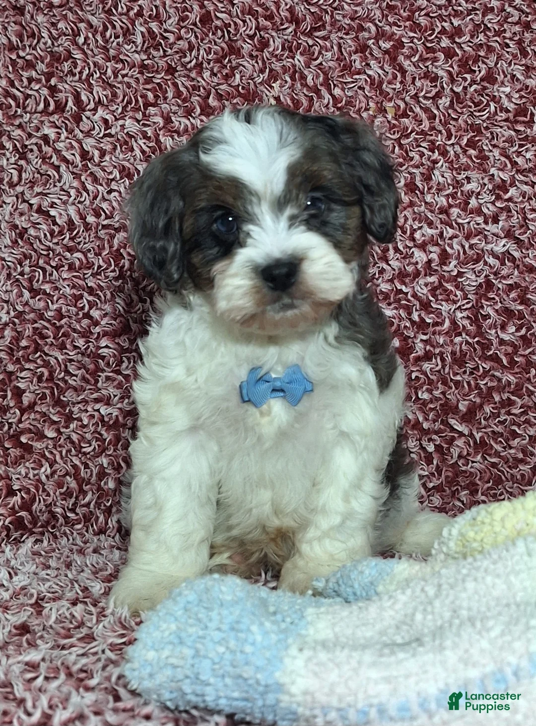Cavapoo dogs for sale: Charles - Ad 1
