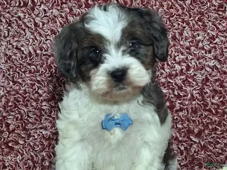 Cavapoo dogs Charles - Ad 8