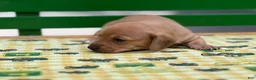 Miniature Dachshund dogs for sale: Doxie  - Ad 6