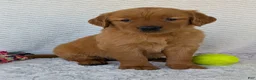 Golden Retriever dogs for sale: Miss Rosie  - Ad 18