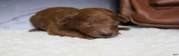 Mixed Breed dogs for sale: Clementine  - Ad 2