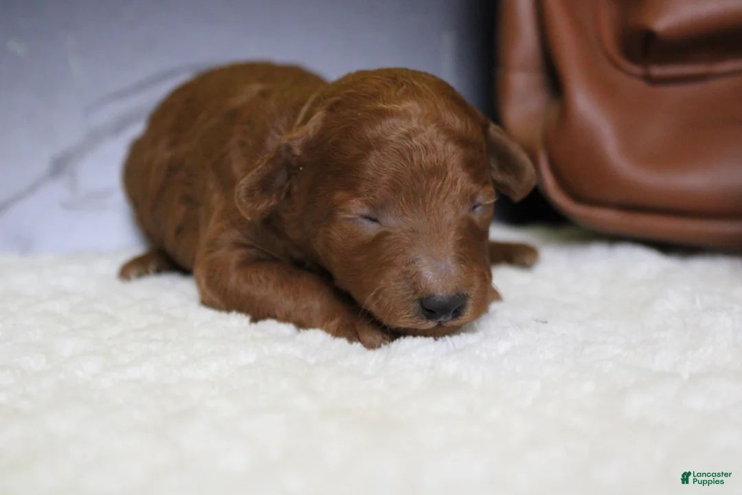 Mixed Breed dogs for sale: Clementine  - Ad 2