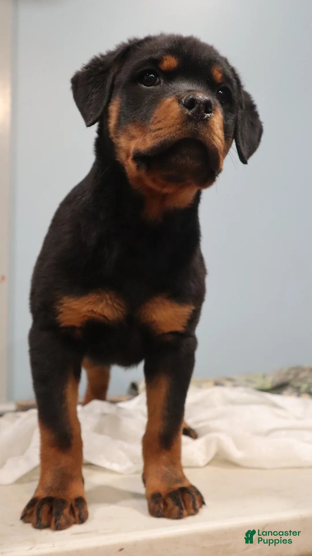 Rottweiler dogs for sale: Argus - Ad 3