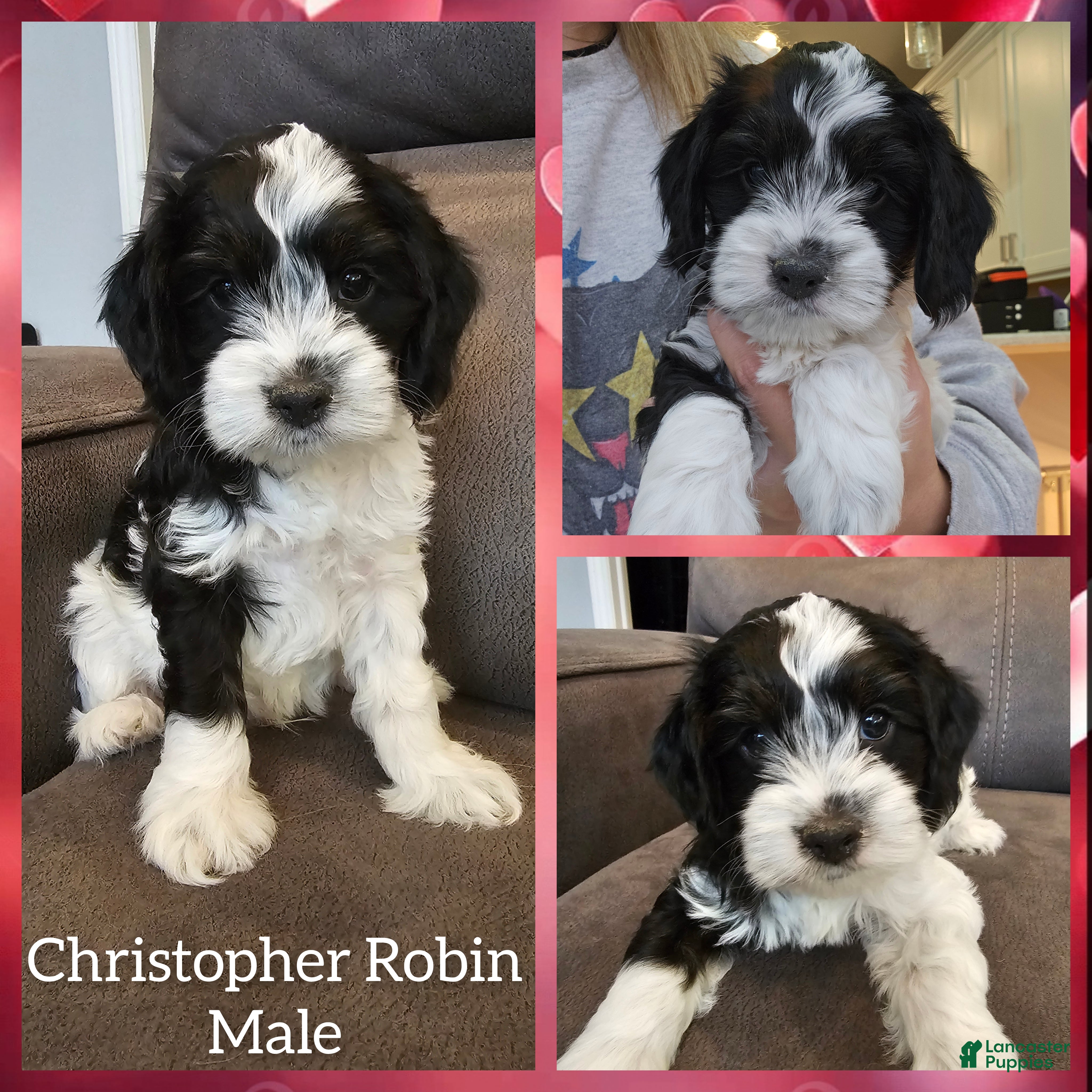Cockapoo dogs for sale: Christopher Robin - Ad 2