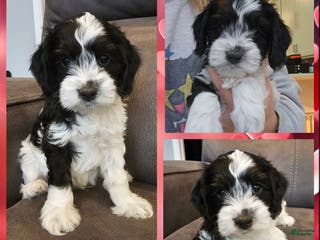 Cockapoo dogs for sale: Christopher Robin - Ad 2
