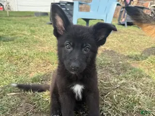 German Shepherd dogs German Shepherd Puppy 3 - Ad 22