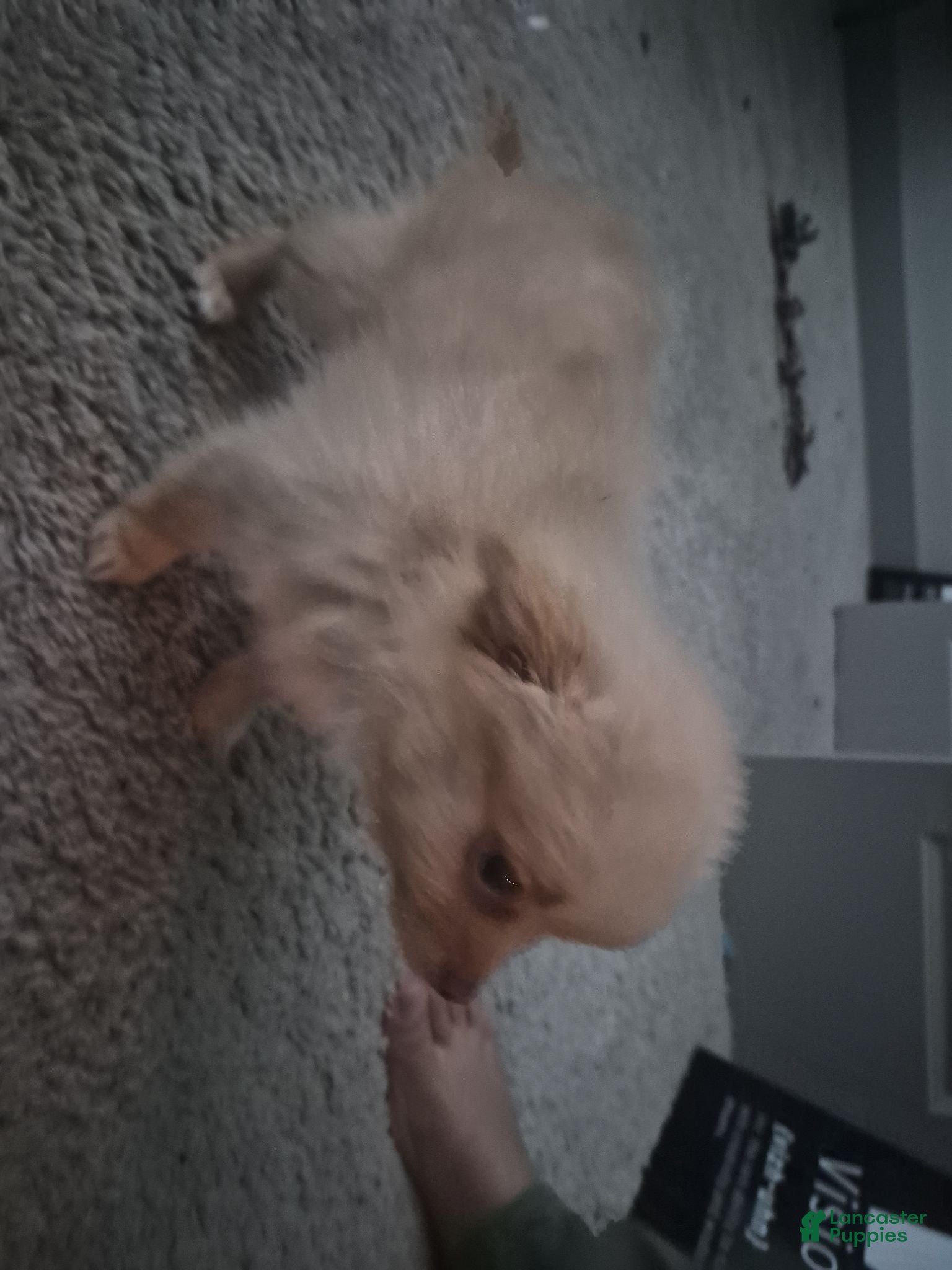 Pomchi dogs Pomchi 1 - Ad 4