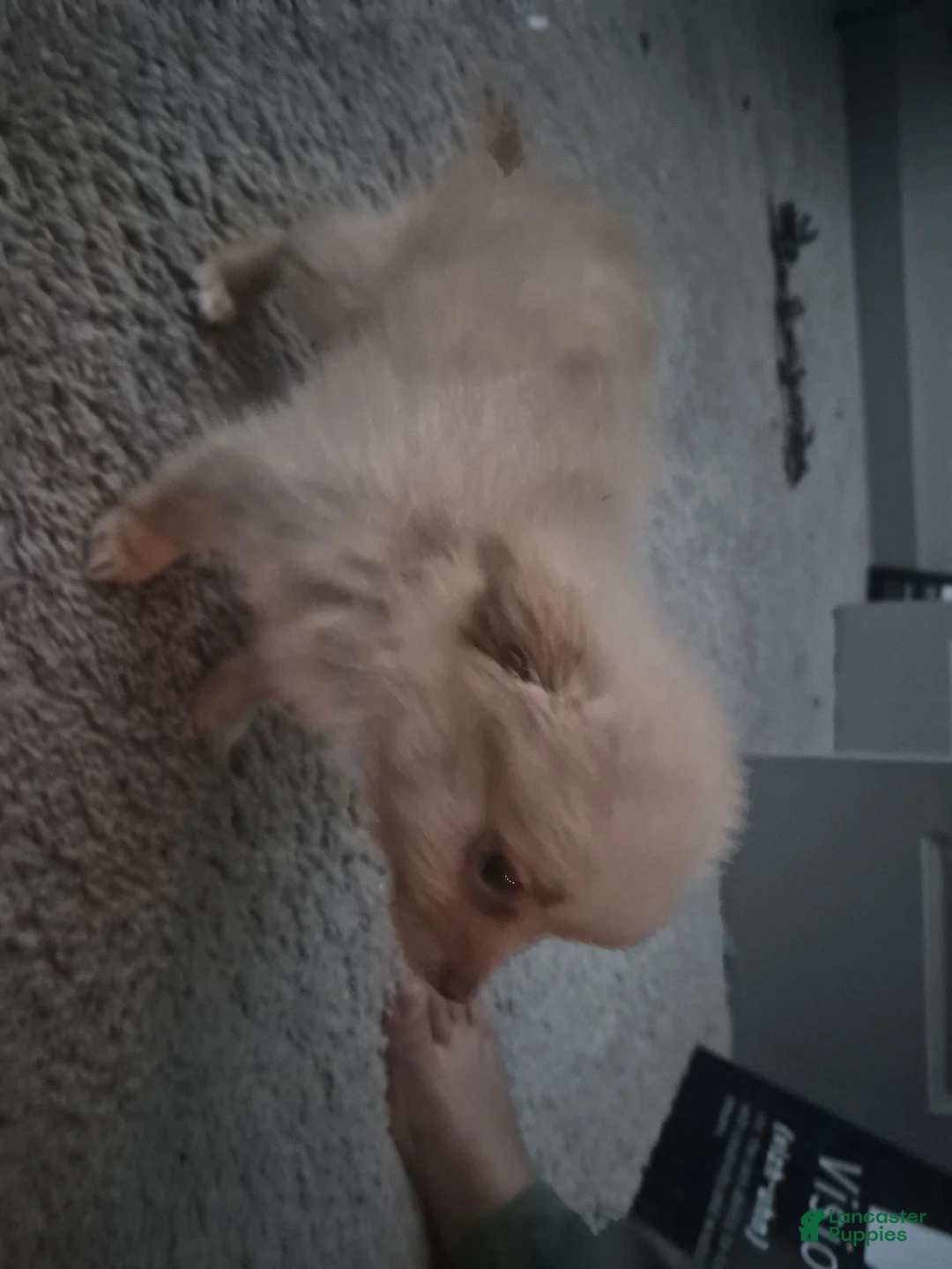 Pomchi dogs for sale: Pomchi 1 - Ad 1