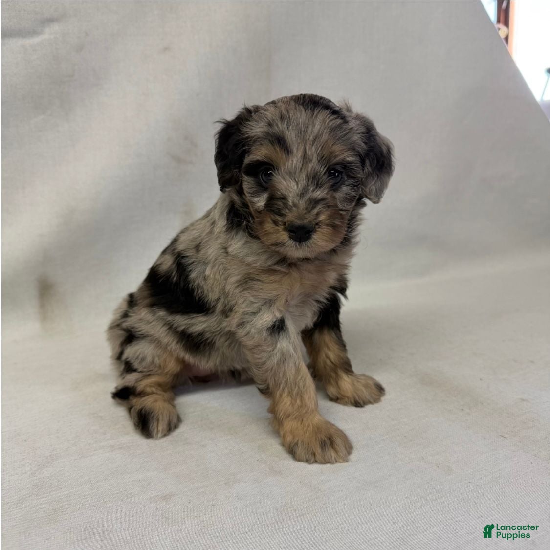 Aussiedoodle dogs Chloe - Ad 1