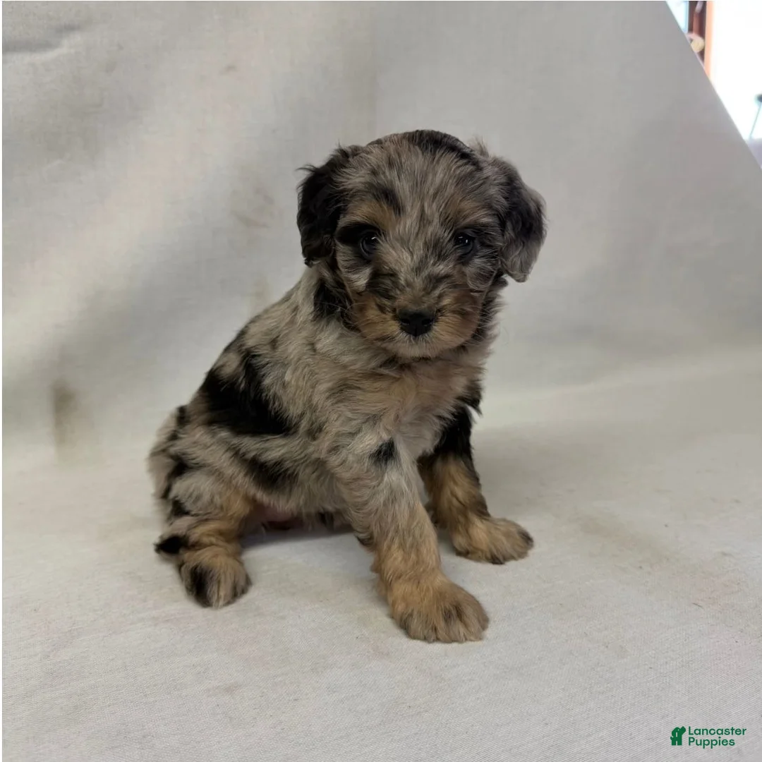 Aussiedoodle dogs for sale: Chloe - Ad 1