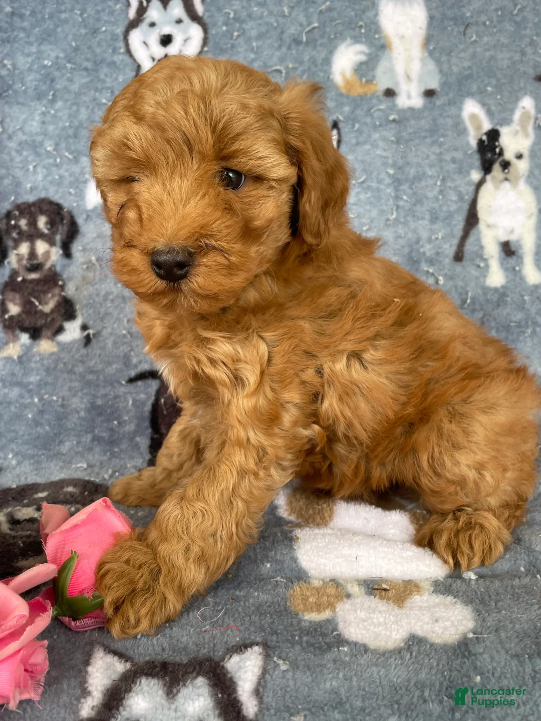 Miniature Poodle dogs for sale: Cody - Ad 2