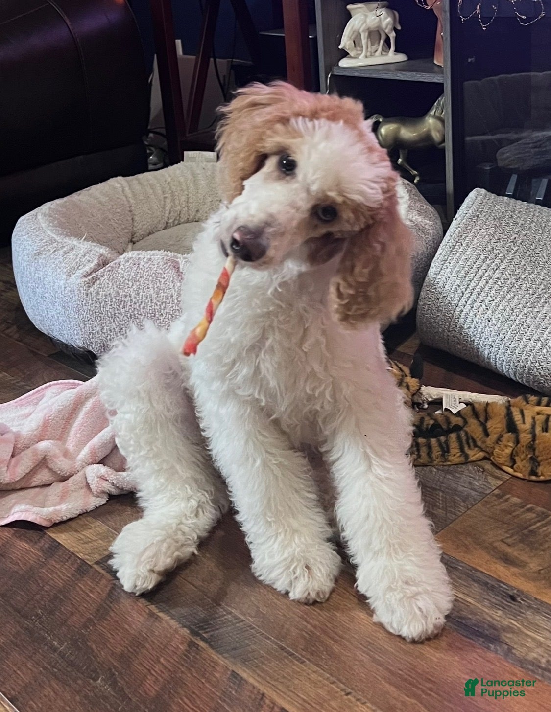 Standard Poodle dogs Angel - Ad 40