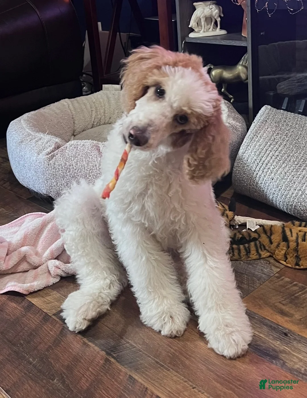 Standard Poodle dogs for sale: Angel - Ad 1