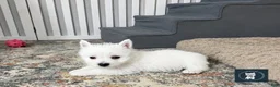 West Highland Terrier dogs for sale: Jalon - Ad 4