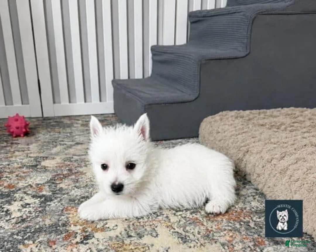 West Highland Terrier dogs for sale: Jalon - Ad 4