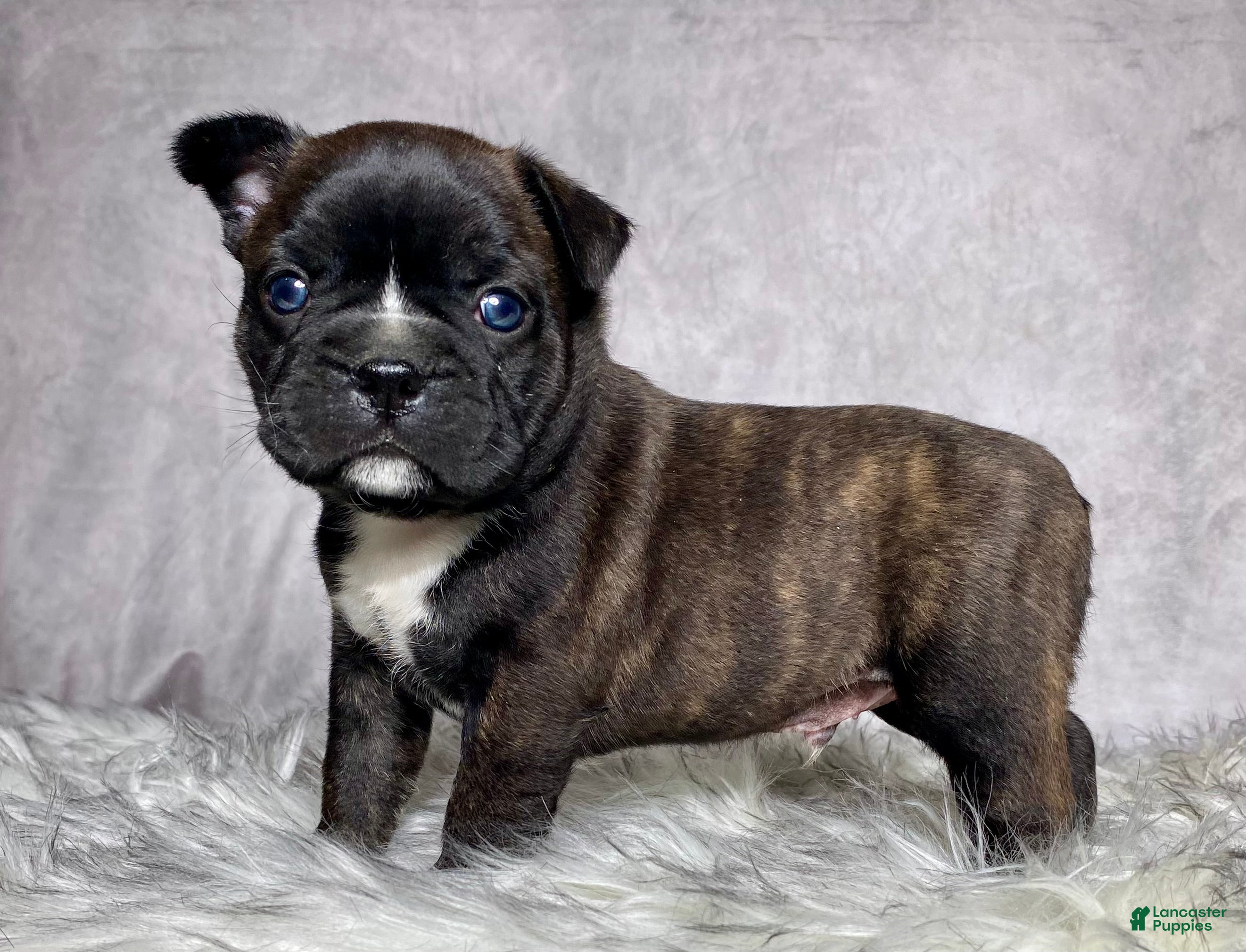 Mixed Breed dogs Mr Frankie  - Ad 1