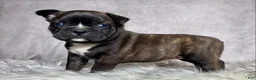 Mixed Breed dogs for sale: Mr Frankie  - Ad 1
