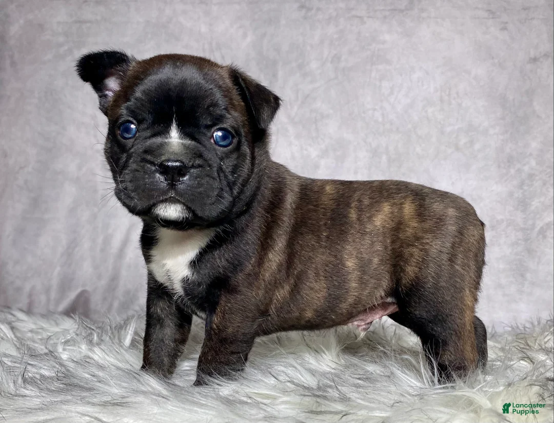 Mixed Breed dogs for sale: Mr Frankie  - Ad 1