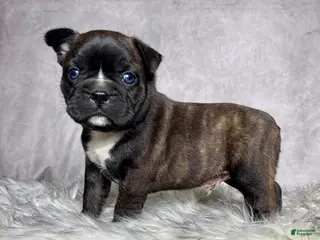 Mixed Breed dogs for sale: Mr Frankie - Ad 4