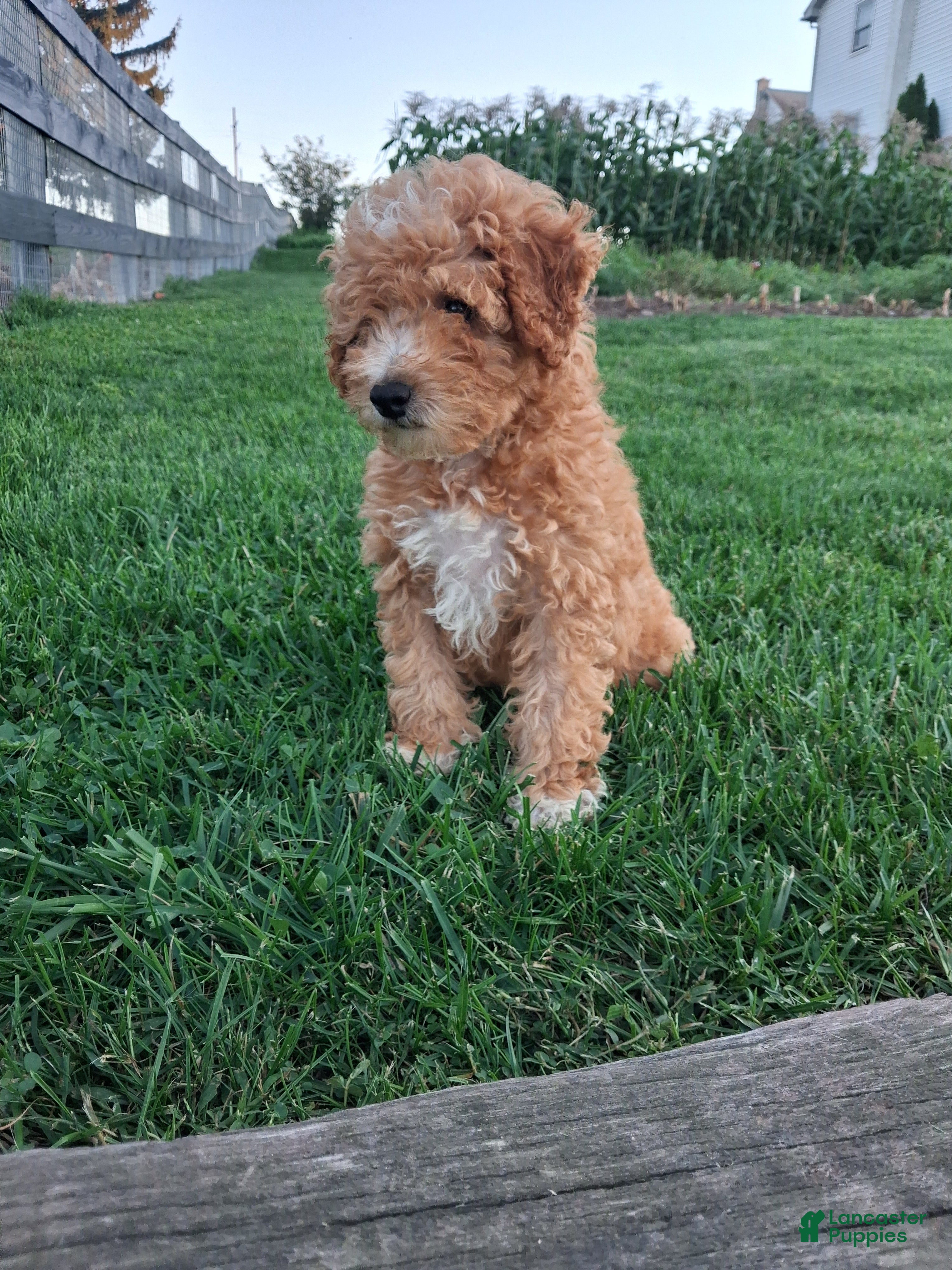 Miniature Poodle dogs Asher - Ad 1
