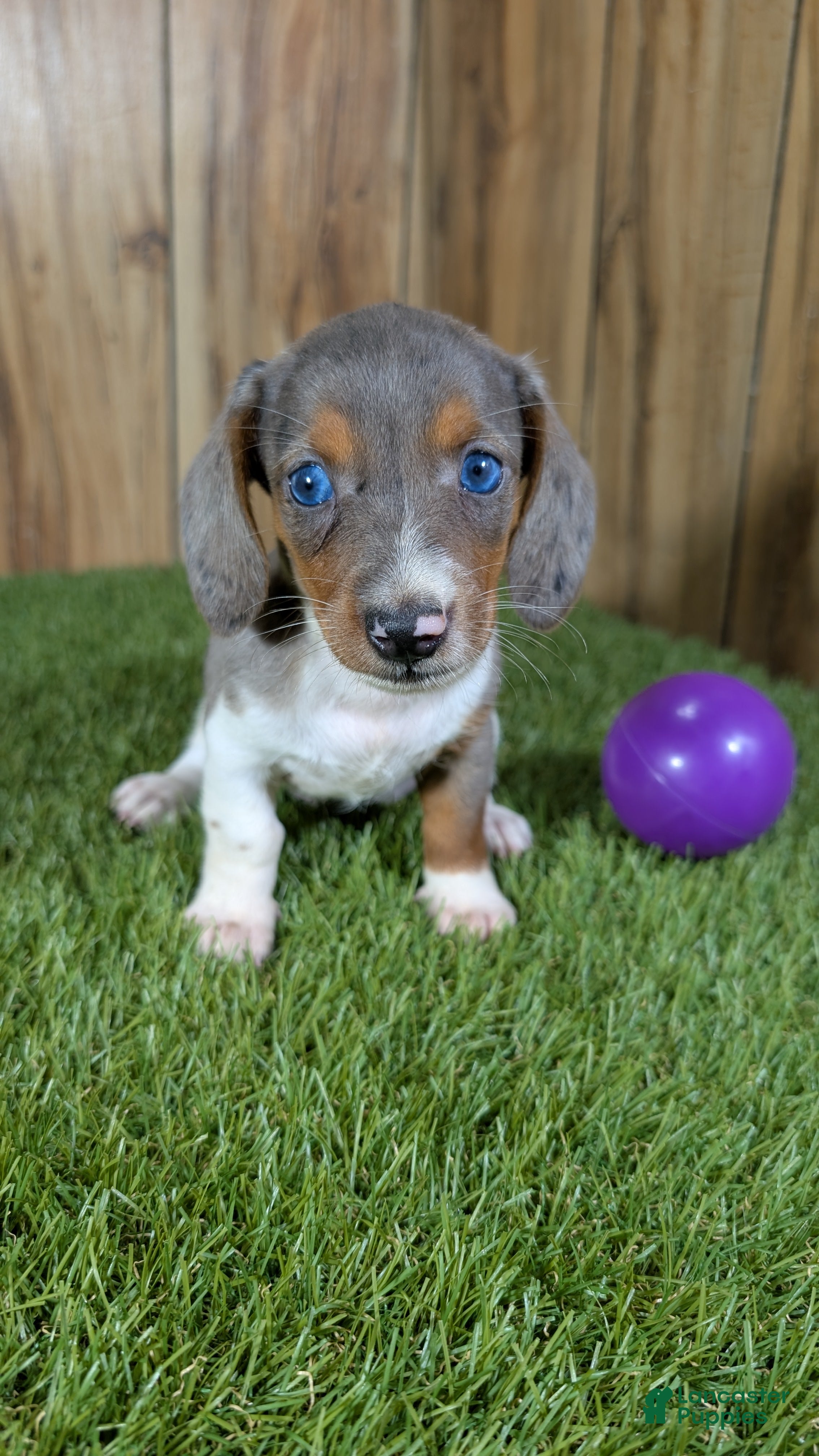 Miniature Dachshund dogs Cutie Girl 1 - Ad 1