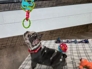 French Bulldog dogs for sale: Smokey - Ad 4