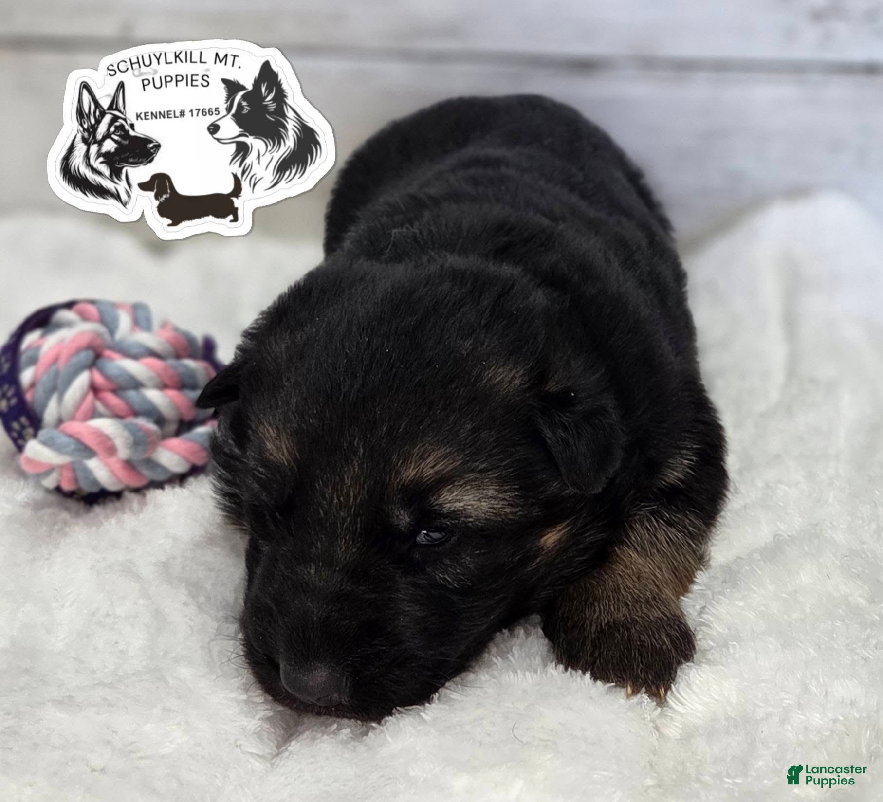 German Shepherd dogs Sweetie - Ad 26