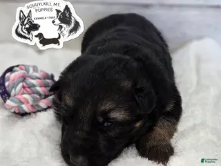 German Shepherd dogs Sweetie - Ad 26