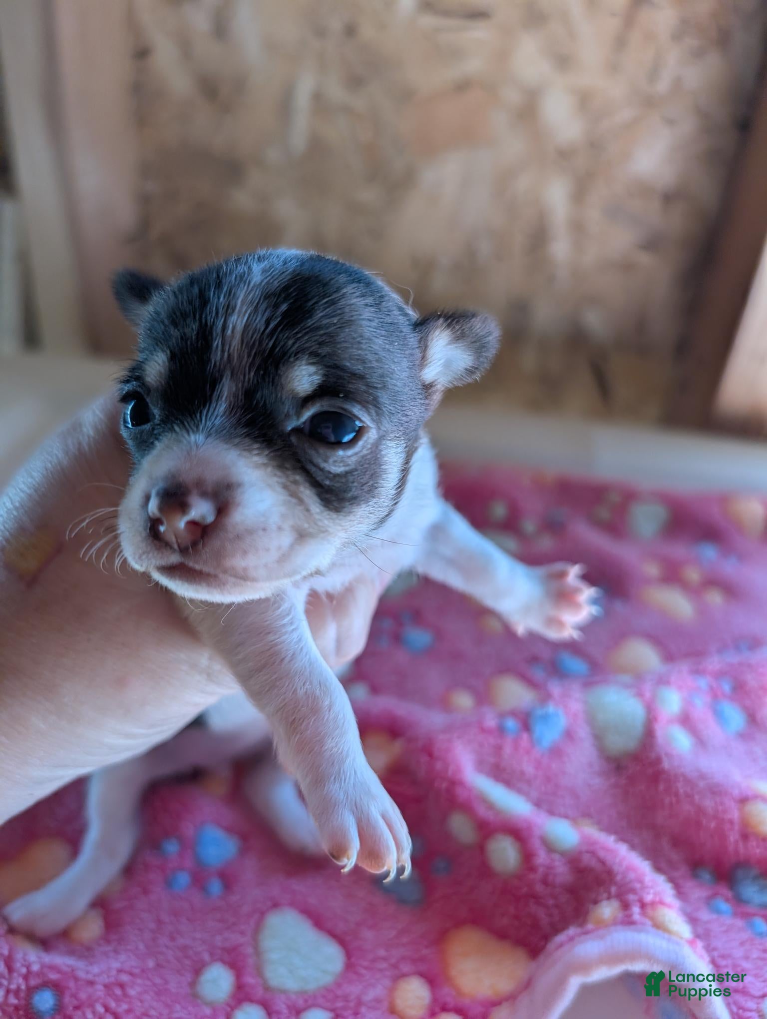 Millie (Chihuahua, Female) in Marion, VA