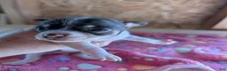 Chihuahua dogs for sale: Millie - Ad 1