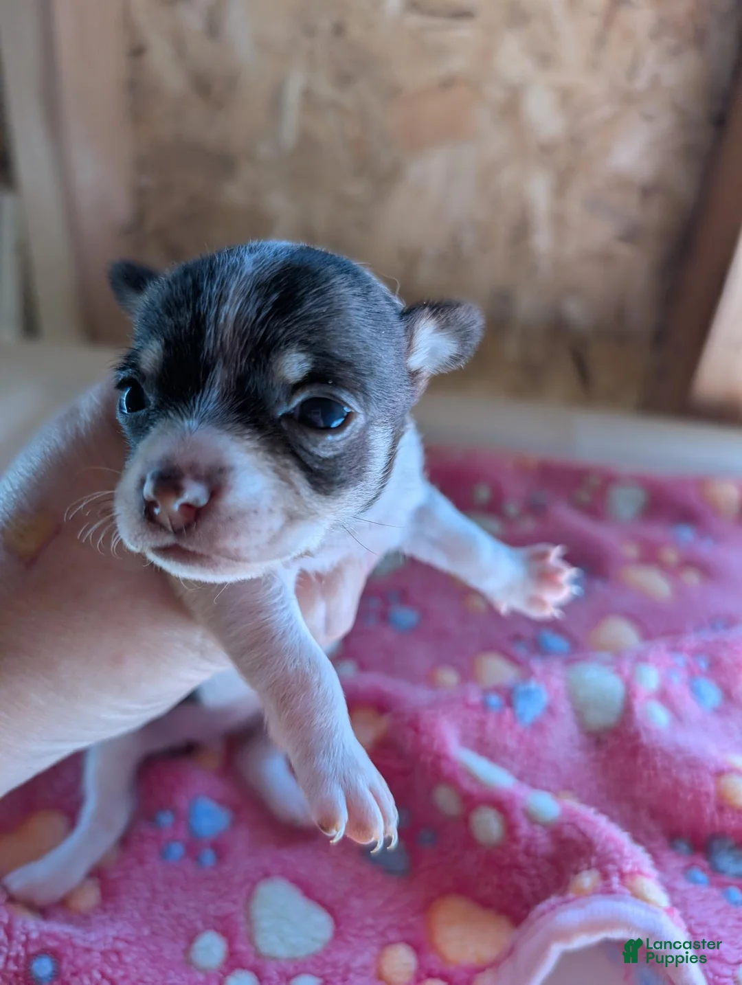 Chihuahua dogs for sale: Millie - Ad 1