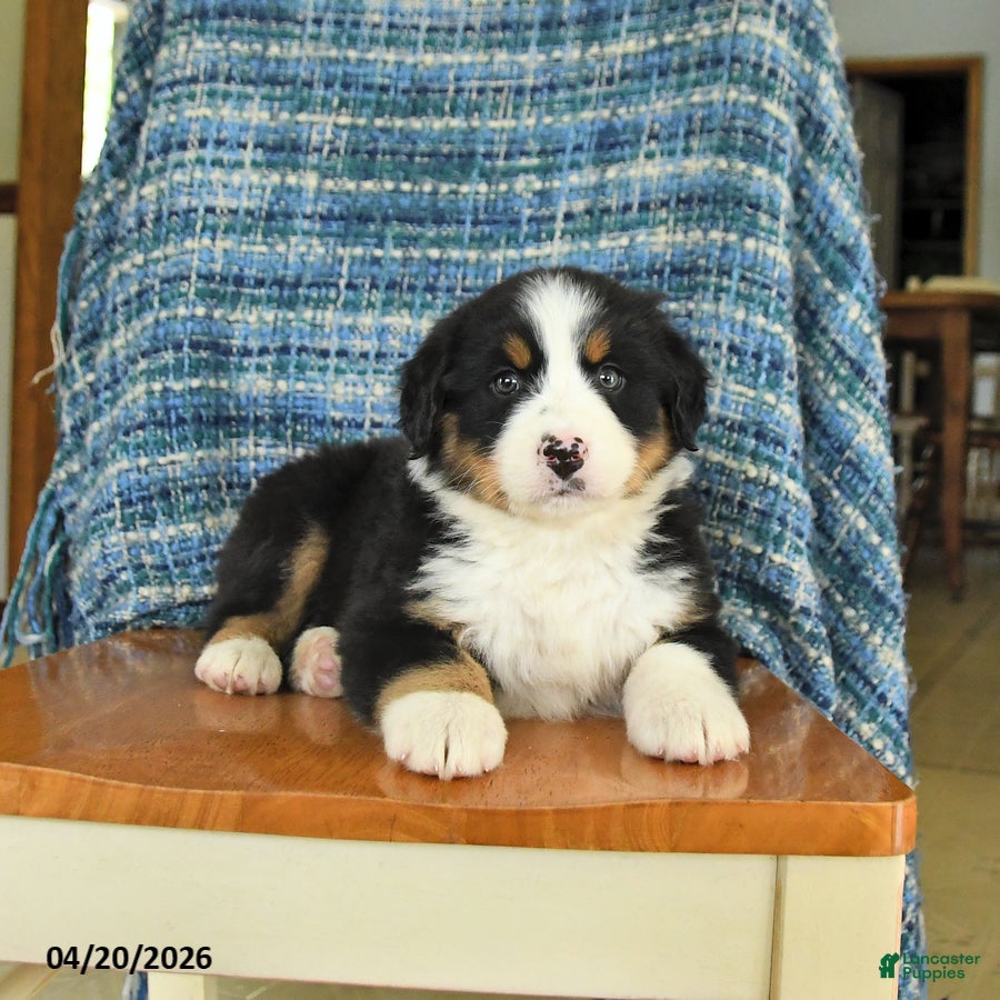 Mixed Breed dogs Bella   - Ad 2