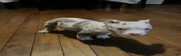 American Bully dogs for sale: American Bully 3 - Ad 5