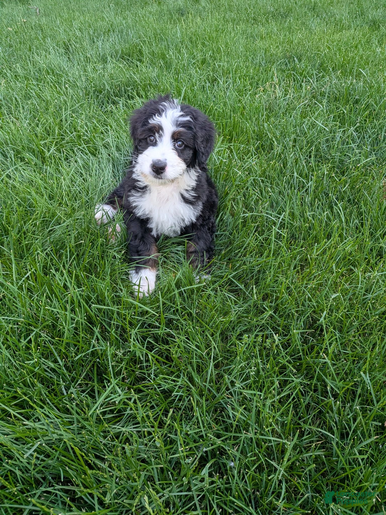 Bernedoodle dogs Bernedoodle 2 - Ad 2