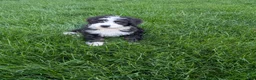 Bernedoodle dogs for sale: Bernedoodle 2 - Ad 2
