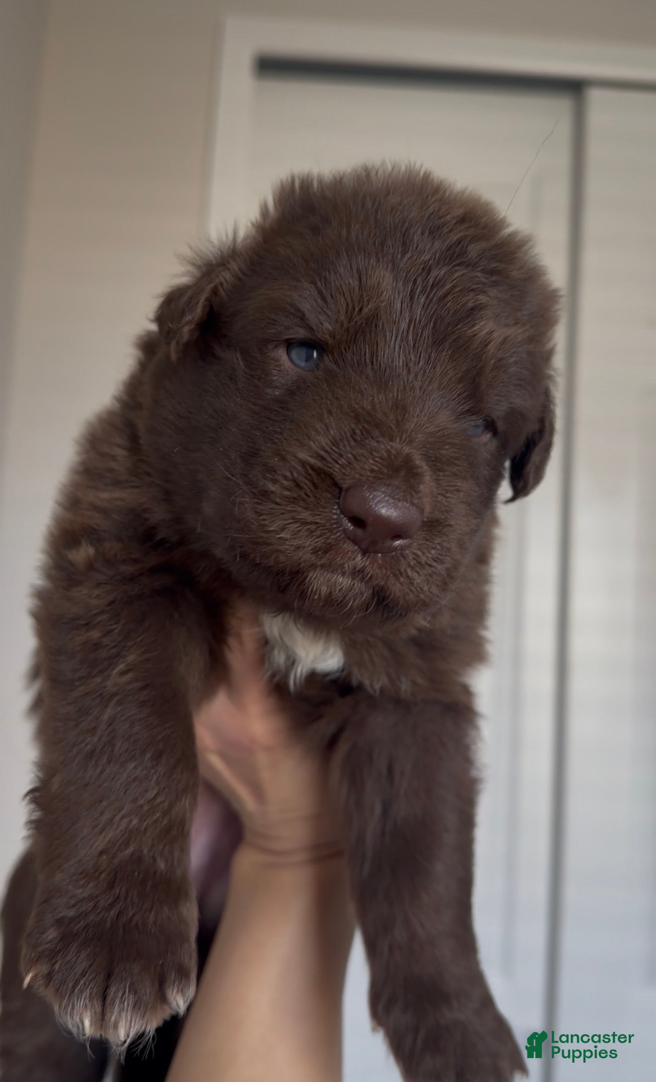 German Shepherd dogs for sale: Dandelion - Solid Liver Male  - Ad 3