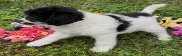Mini Goldendoodle dogs for sale: Sage - Ad 5