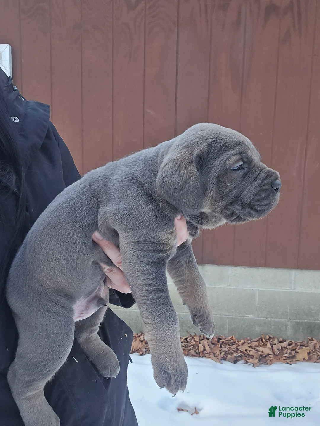Cane Corso dogs for sale: Luigi  - Ad 7